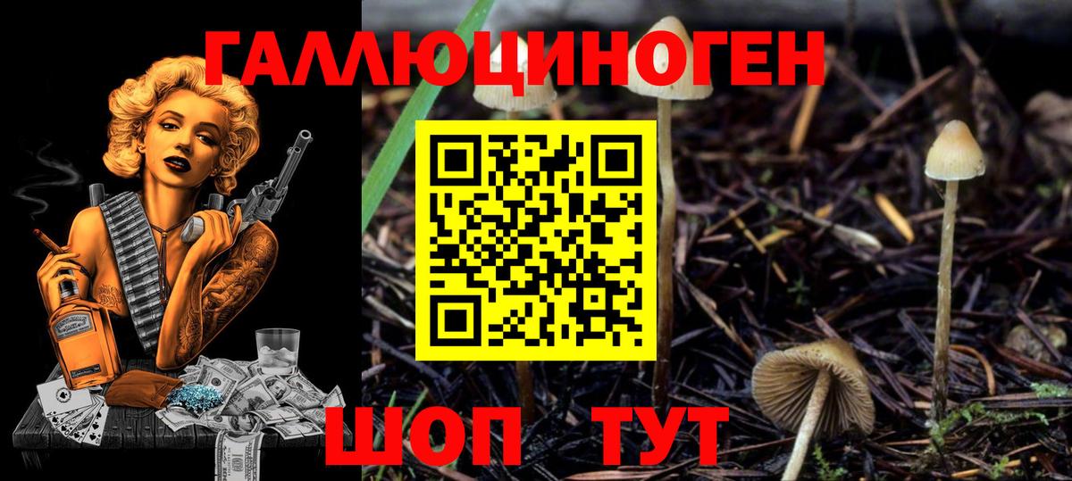 Саяногорск  Псилоцибиновые грибы Cubensis  Вход с VPN 